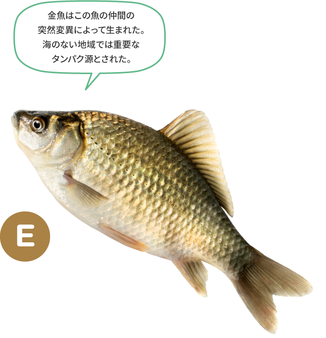 （E）金魚はこの魚の仲間の突然変異によって生まれた。海のない地域では重要なタンパク源とされた