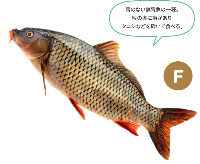 （F）胃のない無胃魚の一種。喉の奥に歯がありタニシなどを砕いて食べる。