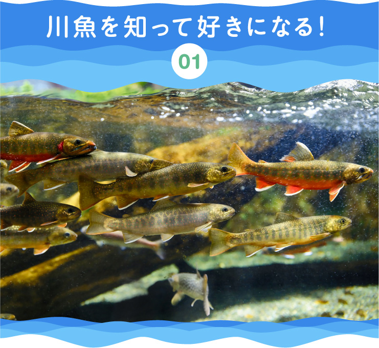 川魚を増やしていきたい 内水面漁業の今