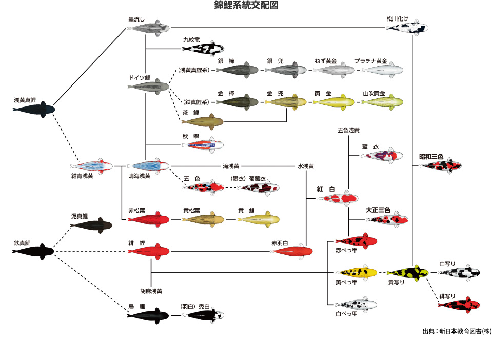 錦鯉系統交配図