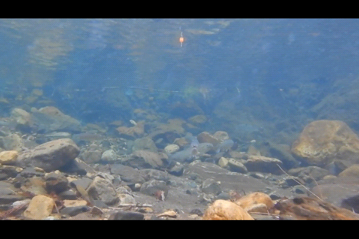 釣れた瞬間が撮れたよ！