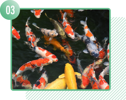 年々、人気上昇中！錦鯉の魅力