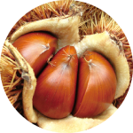 栗の魅力を探ってみよう