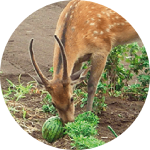 いま各地でおきている鳥獣被害を考える