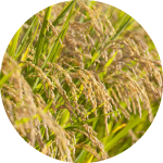 数字で学ぶ「日本の食料」