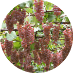 旅する農業遺産 峡東地域の扇状地に適応した果樹農業システム