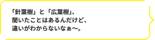 「針葉樹」と「広葉樹」、聞いたことはあるんだけど、違いがわからないなぁ～。