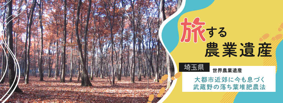 埼玉県 世界農業遺産 大都市近郊に今も息づく武蔵野の落ち葉堆肥農法