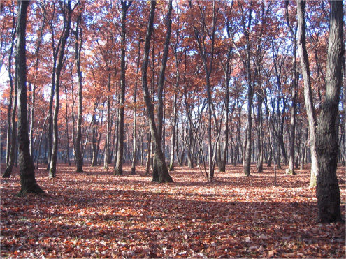 埼玉県:大都市近郊に今も息づく武蔵野の落ち葉堆肥農法