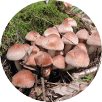 ごちそう “きのこ”