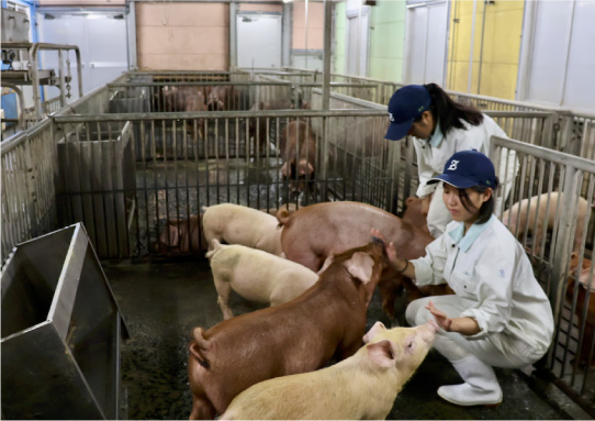 シンデレラポーク