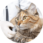 獣医師の仕事大図鑑