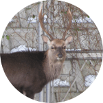 いま各地で起きている鳥獣被害を考える