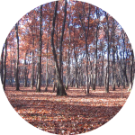 旅する農業遺産 大都市近郊に今も息づく武蔵野の落ち葉堆肥農法