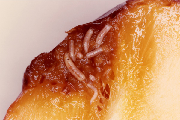 ミカンコミバエ