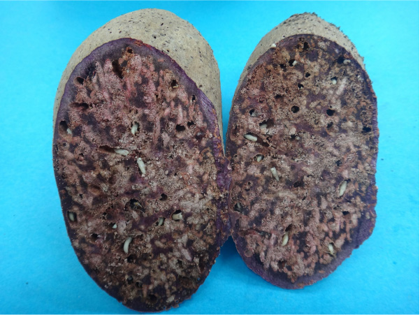 アリモドキゾウムシ