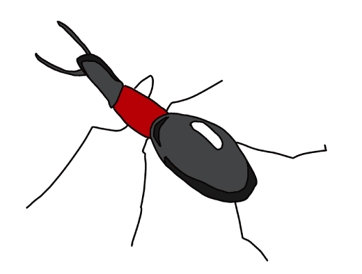 アリモドキゾウムシ