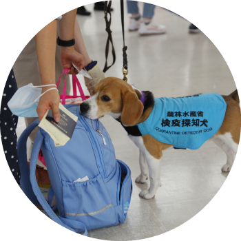動植物検疫探知犬 イメージ