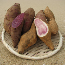 生のサツマイモ