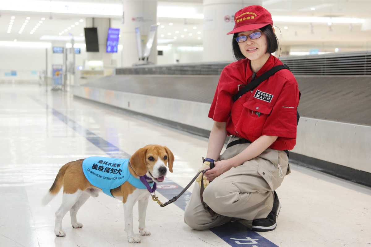 主任検疫官・ハンドラー、動植物検疫探知犬