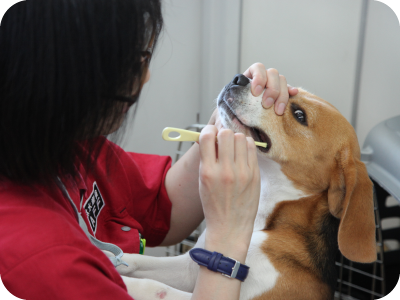 歯磨き・グルーミング