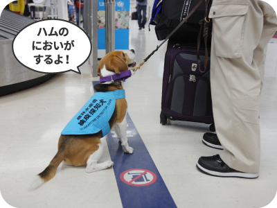 ハムのにおいがするよ！