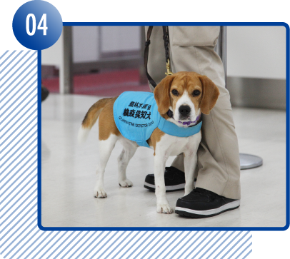 空港で嗅ぎ分ける検疫探知犬の活躍