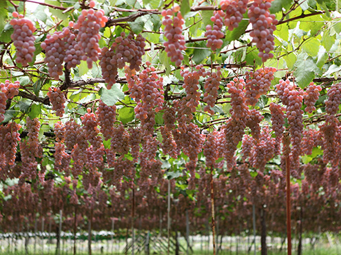 岐阜県：峡東地域の扇状地に適応した果樹農業システム