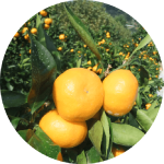 高い品質を支える！果実の生産研究の現場