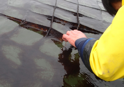 養殖試験の様子