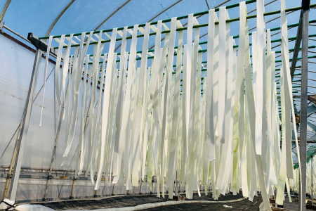 ユウガオの果肉を薄く細くむく