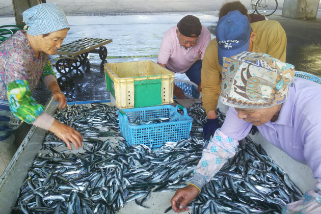 近隣漁港の旬の魚