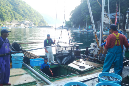 地元の大型定置網、大敷網漁の様子