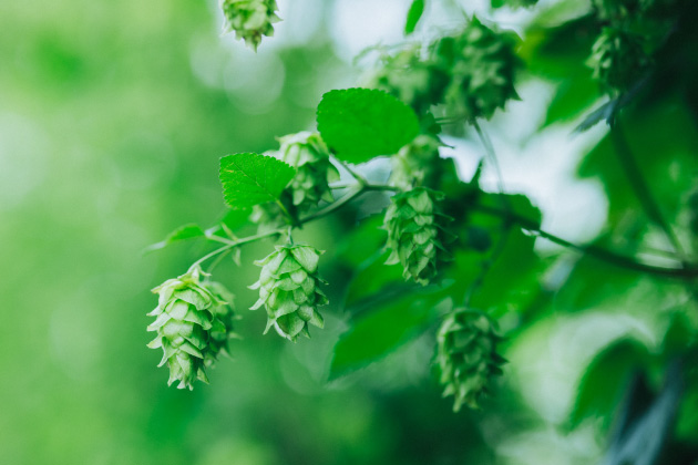 遠野産ホップの代表的な品種「IBUKI（イブキ）」