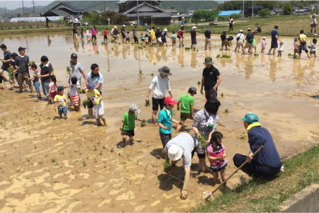 田植え体験
