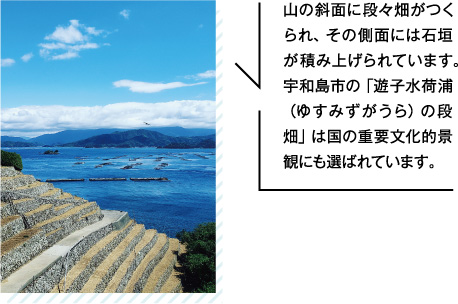 山の斜面に段々畑がつくられ、その側面には石垣が積み上げられています。宇和島市の「遊子水荷浦（ゆすみずがうら）の段畑」は国の重要文化的景観にも選ばれています。