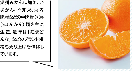 温州みかんに加え、いよかん、不知火、河内晩柑などの中晩柑（ちゅうばんかん）類を主に生産。近年は「紅まどんな」などのブランド柑橘も売り上げを伸ばしています。