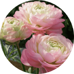 世界へ羽ばたけ！ジャパンブランド花の輸出最前線