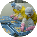 育てて獲る漁業へ転換オホーツク海で育まれた北海道猿払村の「ホタテ」