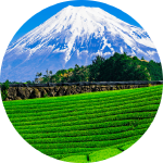 その魅力を世界へ発信！日本茶の輸出