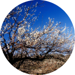 旅する農業遺産 みなべ・田辺の梅システム