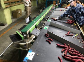 大規模な選果施設