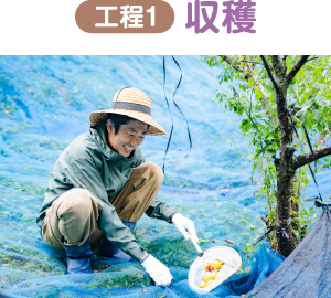 工程1 収穫