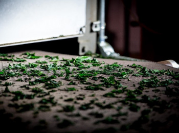 抹茶の原料である碾茶（てんちゃ）を乾燥