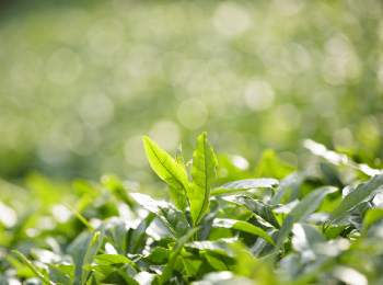 島田市川根地域にある有機栽培の茶園