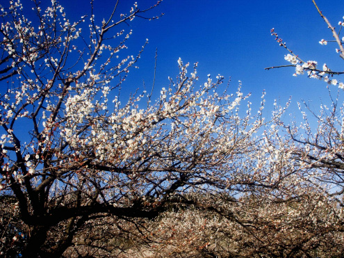 和歌山県:みなべ・田辺の梅システム