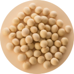 見直そう！豆のチカラ