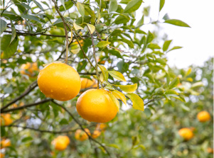 濃厚な味と香りの「せとか」