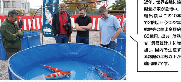 近年、世界各地に錦鯉愛好家が急増中。輸出額はこの10年で2倍以上（2022年錦鯉等の輸出金額約63億円、出典：財務省「貿易統計」）に増加し、国内で生産する錦鯉の半数以上が輸出向けです。