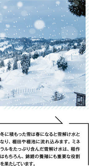 冬に積もった雪は春になると雪解け水となり、棚田や棚池に流れ込みます。ミネラルをたっぷり含んだ雪解け水は、稲作はもちろん、錦鯉の養殖にも重要な役割を果たしています。